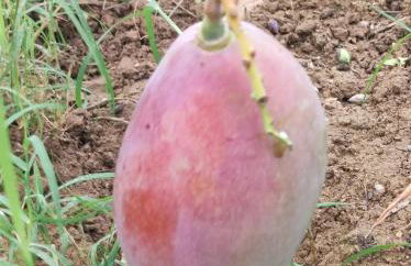 Anatolika Stamatis Paradise - Photo 65