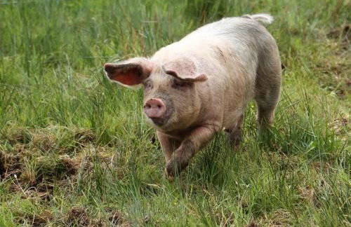 The Captain's Place - Isle of Skye - Foto 7