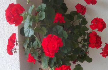 Villa Hilde - Foto 7