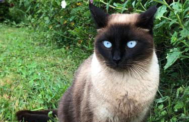 Quinta da Pavoa - Cottage House - Photo 55