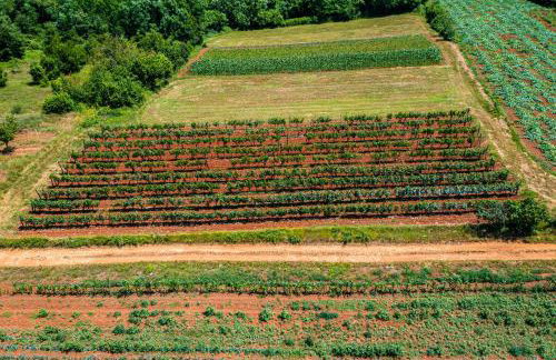 House Grandići 1852 - Foto 63