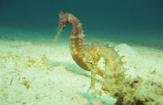 Sunset Villa - Luxury Beachfront Villa with Private Pool by Karula Sand Villas - Foto 20