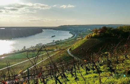 Ferienwohnung Rheinglück - Foto 11
