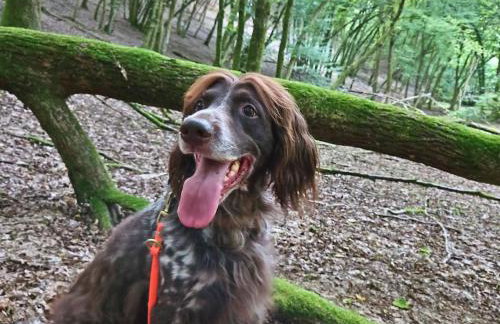 Ferienwohnung Schwarzhof- Hahnekräh am Bostalsee, helle 75 qm & hundefreundlich - Foto 52