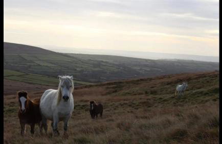Ffau Bach - Little Den - Foto 31