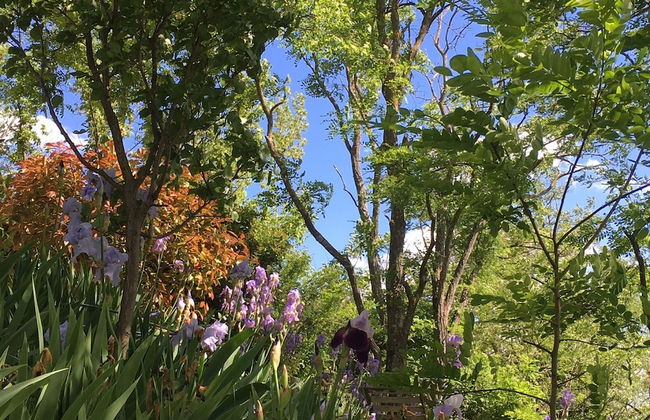 Holiday Home Vaison With Private Pool - Photo 28