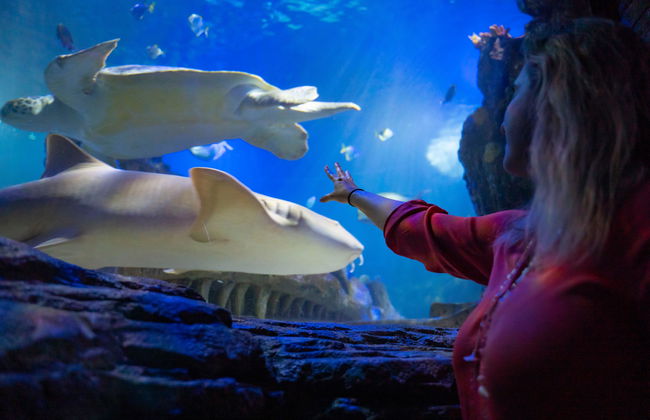 Sea Life Benalmádena - Ticket - Foto 6