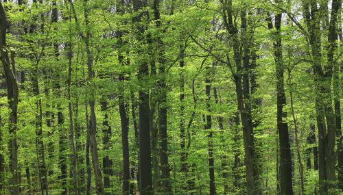 Ferienwohnungen Fischer - Foto 5