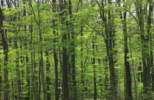 Ferienwohnungen Fischer - Foto 5