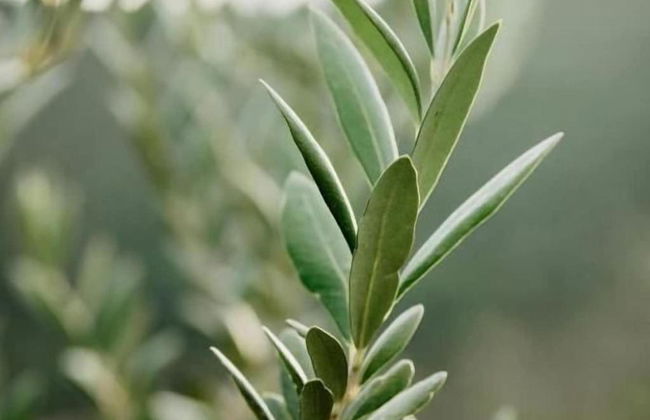 Vila Caelus Masia Boutique - Foto 54