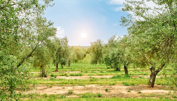 Visitaremos os olivais da fazenda