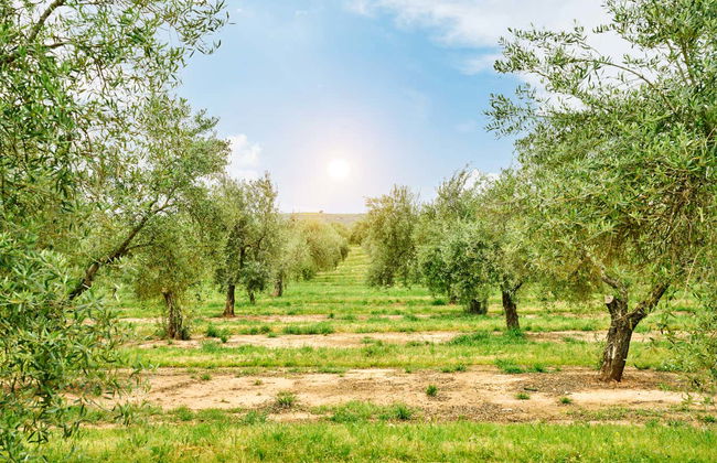 Visita à fazenda Badenes - Aires de Jaén com degustação de azeites - Foto 5