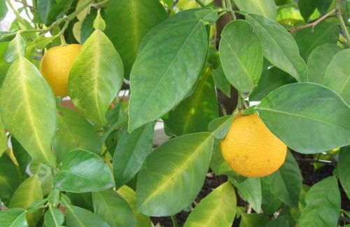 Mosel-Auszeit - Foto 15