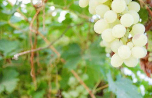 M&E Cztery pory roku Szklarka 25A - Foto 35