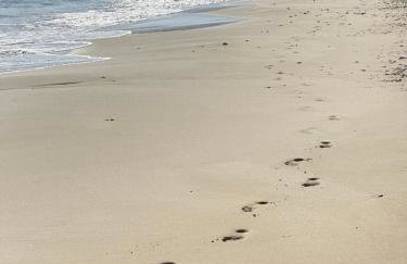 Fantasea Beachfront Villa - Foto 48