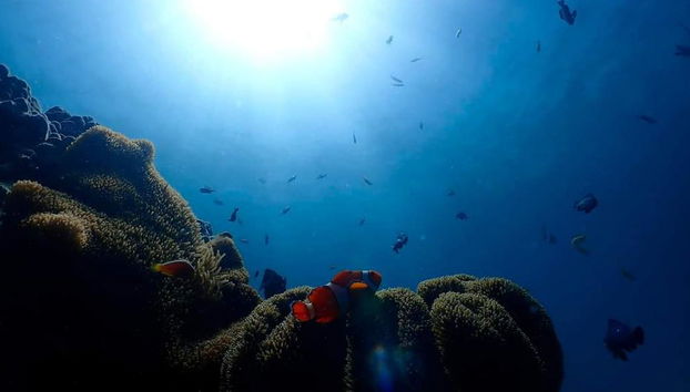 Plongée sous-marine à Boracay - Petit groupe - Photo 4