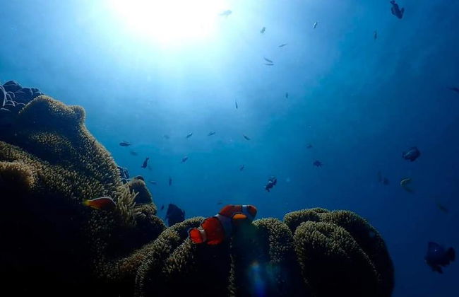 Plongée sous-marine à Boracay - Petit groupe - Photo 4