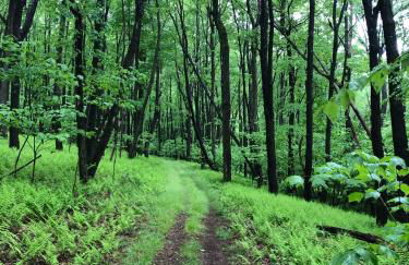 Blue Knob Bear Den (Nordic Center/Golf Course) - Foto 20