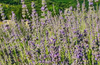 Villa Fiore Spinovci - Foto 18