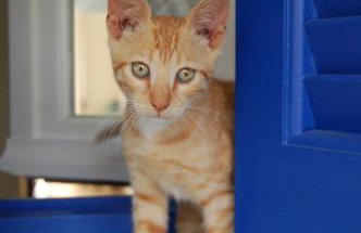 Angelina Apartments - Foto 68