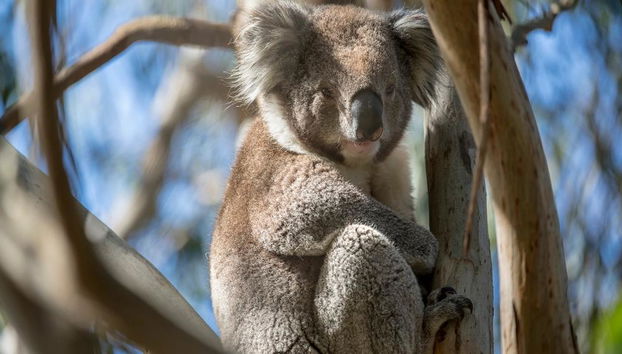 Esplorazione della fauna selvatica di French Island e Phillip Island - Foto 3