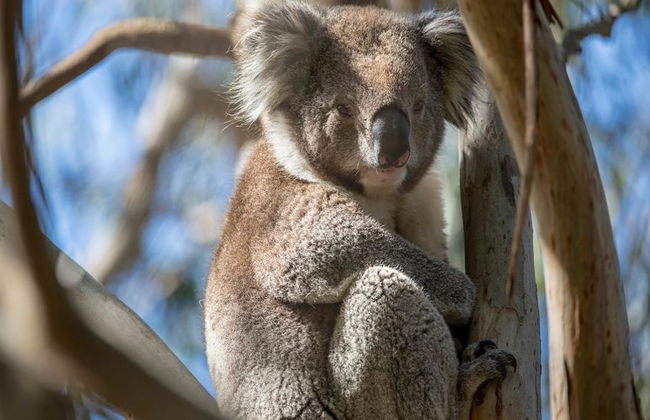 French Island & Phillip Island Wildlife Expedition - Photo 3
