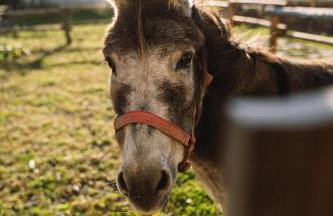 NORDSEE Bauernhof Familie Wulff FeWo "Südfall" - Foto 26