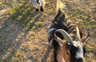 Apple Blues Farm - Foto 30