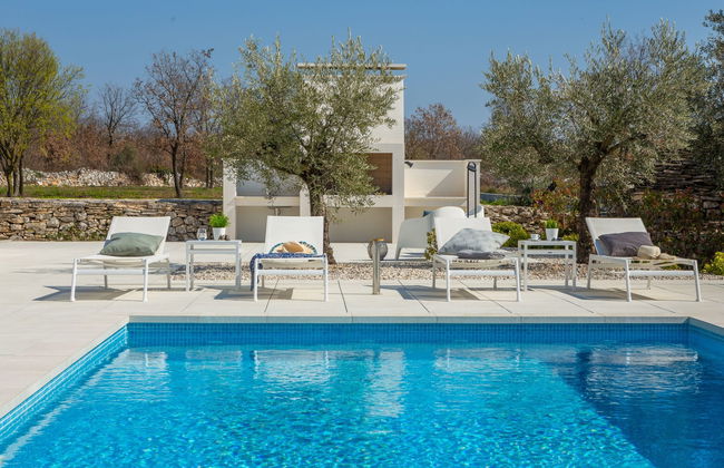 Old Olive VIII - Foto 17