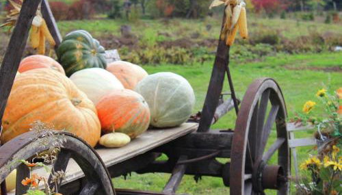 Ferienhaus Christine - Photo 5, Garden