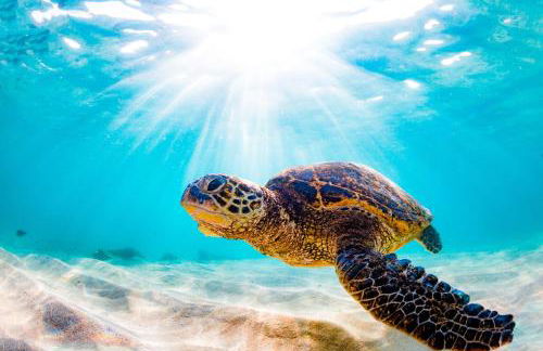 Paradise Apartment in North Shore Oahu Hawaii - Foto 20