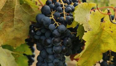 Podere Borgaruccio - Foto 4