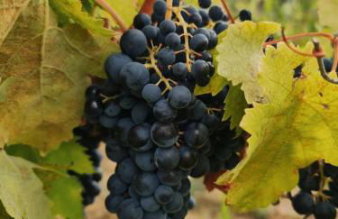 Podere Borgaruccio - Foto 4