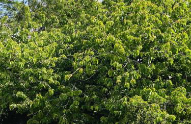 Villa spacieuse à Prailles-La Couarde avec piscine privée 100 m² ! - Foto 43