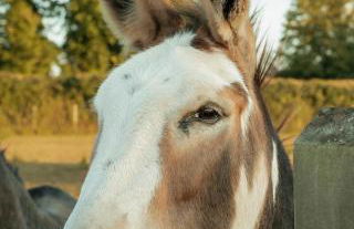 Glamping at the Retreat Wiltshire is rural bliss - Foto 17