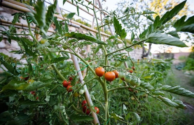 Convento dei Cappuccini - Foto 54