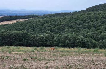 Villa Tiberini Wine Relais - Foto 16