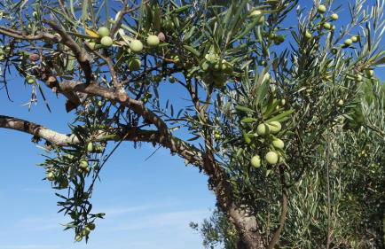 Monte Das Ferrarias - Foto 34