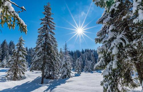 Apartment "Blackforest", Todtnau, 5 Schlafzimmer - Foto 24