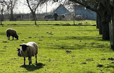 Un mouton dans l'eglise - Foto 21