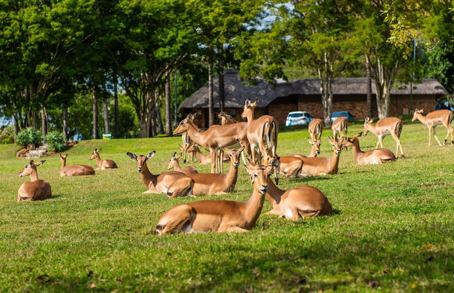 Kruger Park Lodge Unit No. 441 - Photo 38