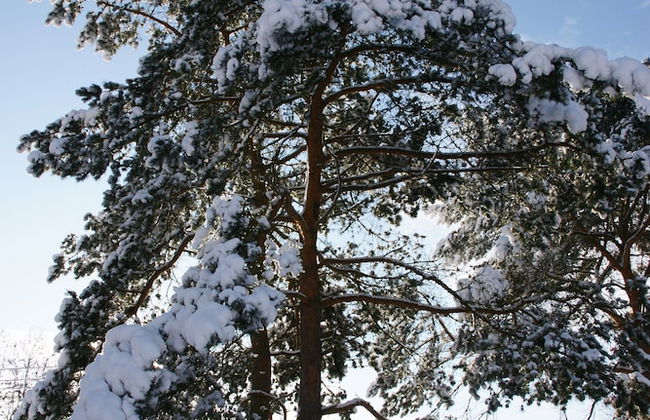 Ruckzugsort in Mossautal-huttenthal - Foto 34