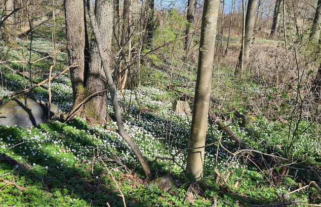 4 Person Holiday Home in Everod-by Traum - Foto 13