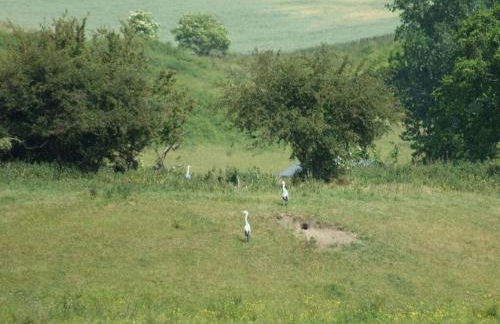 Reethus Starkikker - Foto 33