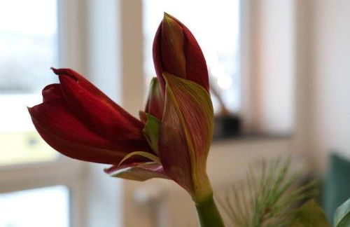 Wunderschöne große Ferienwohnung in Aue - Foto 4