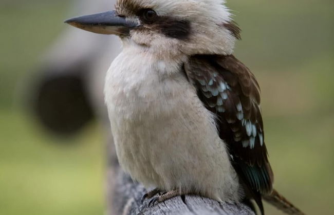 Turon Gates - Mountain Retreat - Foto 70