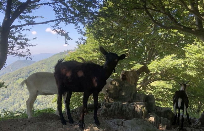 Majestic Apartment in Trarego-viggiona - Foto 4