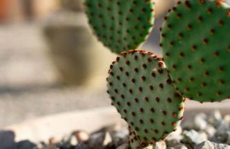 Appartamento Camisa - Il Fico - Foto 49