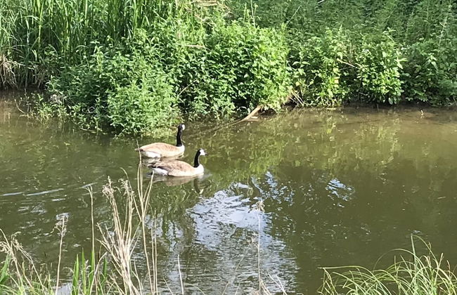 Holiday home with sauna and garden lounge - Foto 36