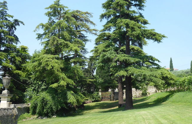 Il Vigneto, Verona, Pool, Wifi - Foto 57